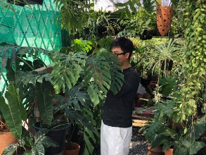 工程師愛園藝 雨林植物成副業收入